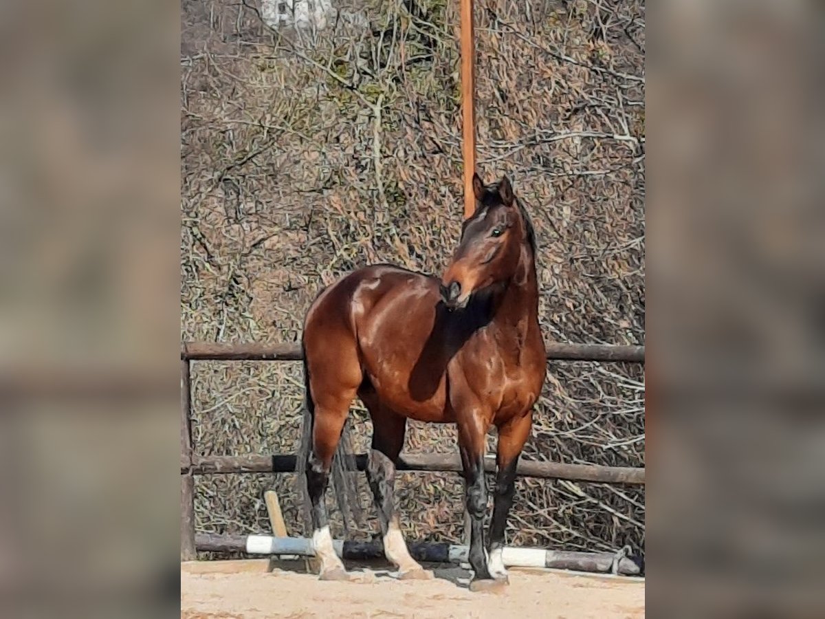 Wuerttemberg Gelding 16 years 16,3 hh Brown in Konstanz