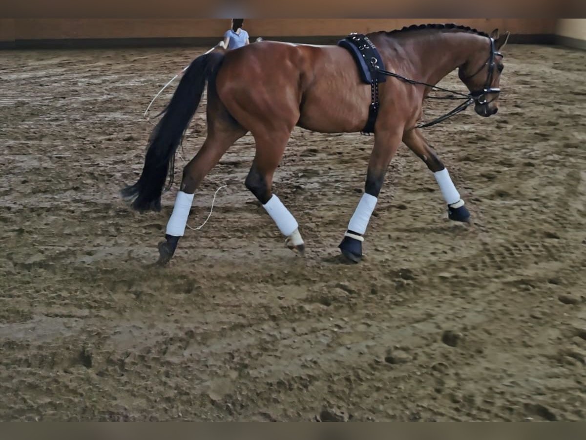 Wuerttemberg Gelding 16 years 16,3 hh Brown in Aalen