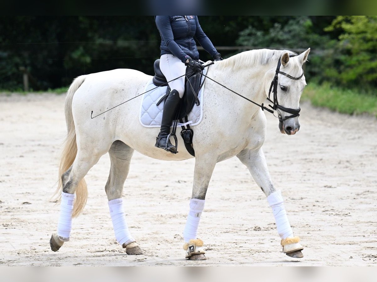 Wuerttemberg Gelding 16 years 16,3 hh Grey in Remscheid