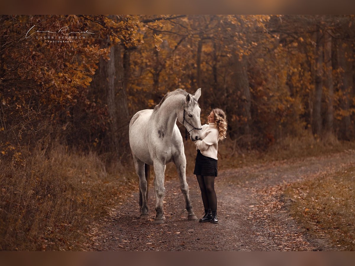 Wuerttemberg Gelding 16 years 17 hh Grey in Wartenberg