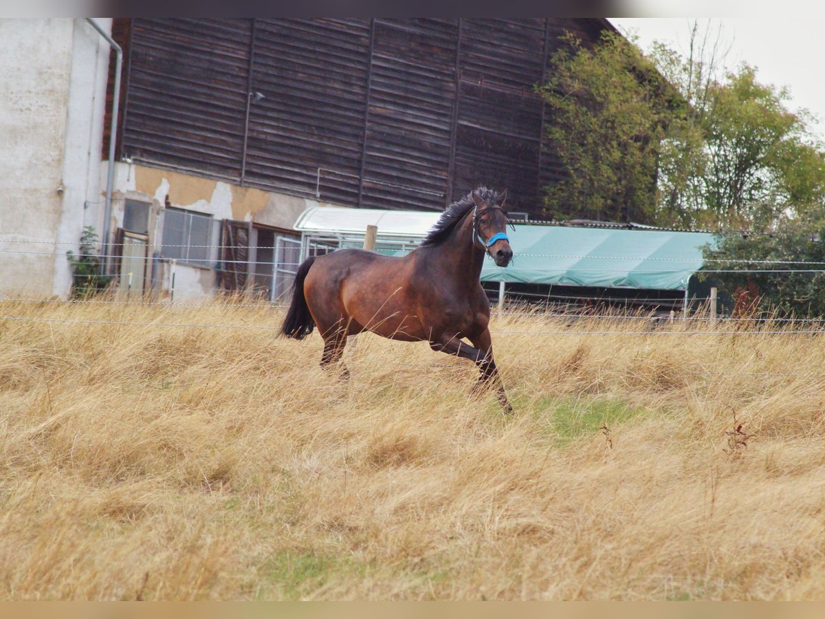 Wuerttemberg Gelding 16 years 17,1 hh Brown in Rheinm&#xFC;nster