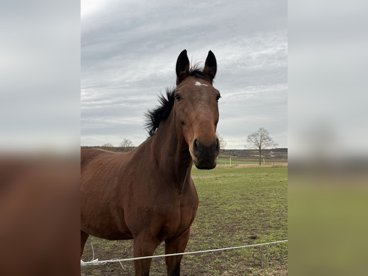 Wuerttemberg Gelding 17 years 16,2 hh Brown in Naumburg