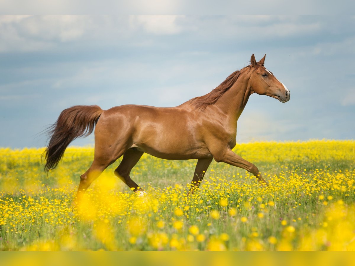 Wuerttemberg Gelding 17 years in Blaubeuren