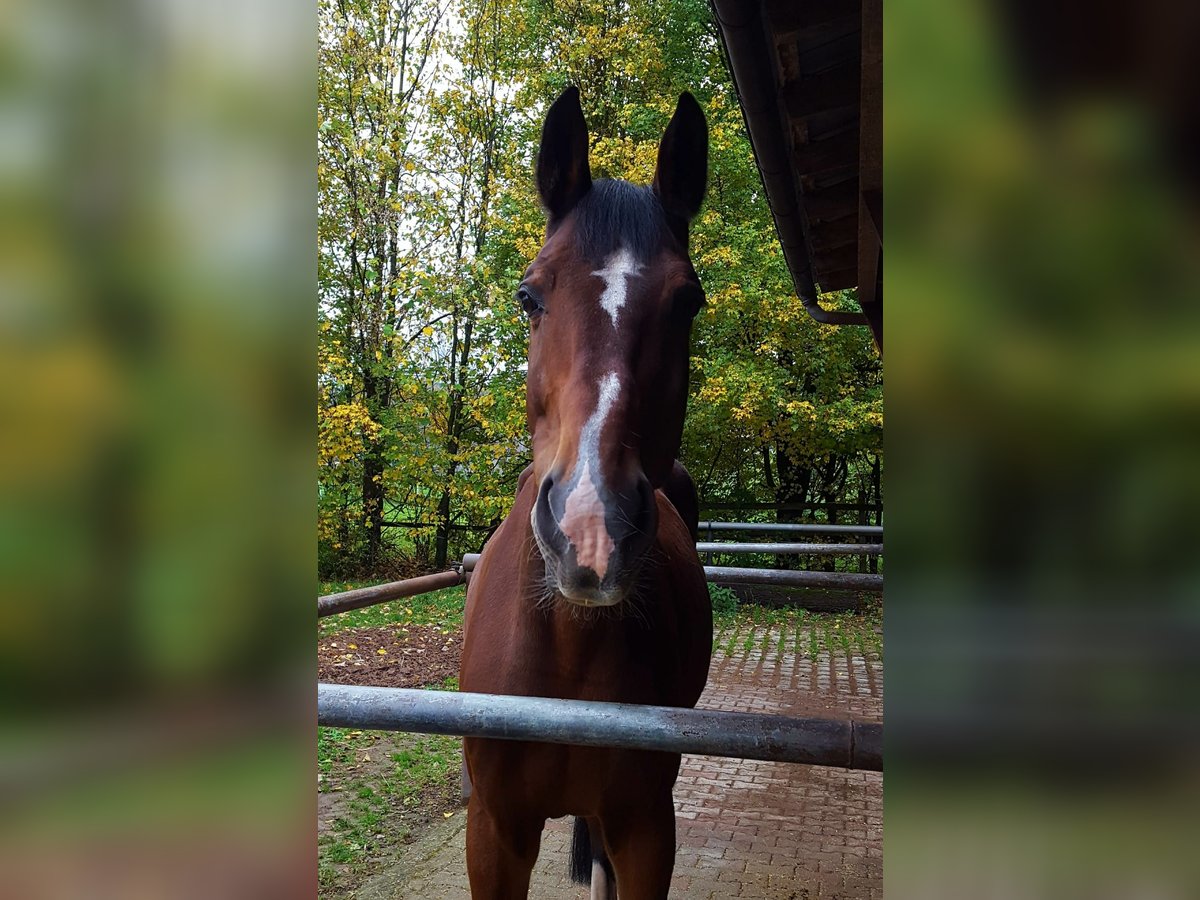 Wuerttemberg Gelding 18 years 17,2 hh Bay-Dark in Sachsenheim