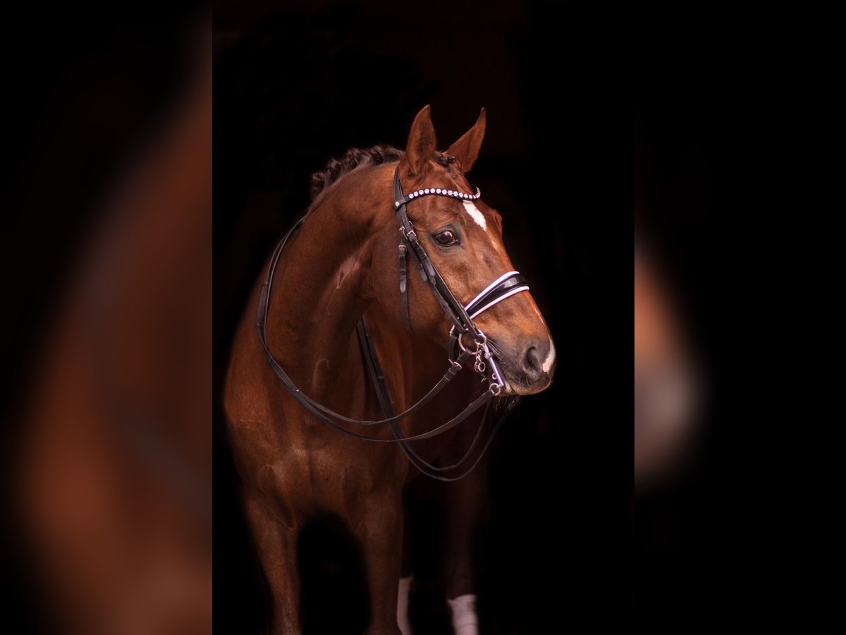 Wuerttemberg Gelding 18 years 17 hh Chestnut in Erharting