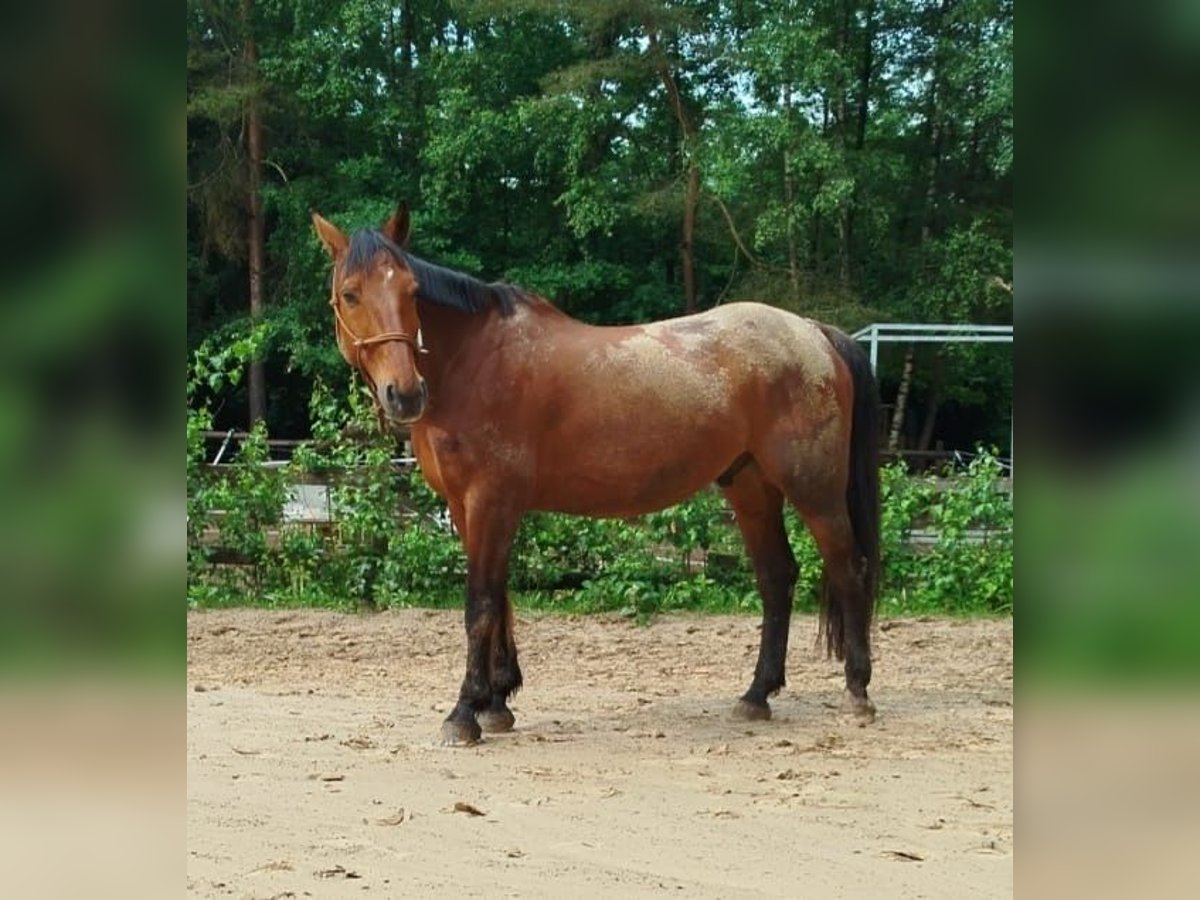 Wuerttemberg Gelding 19 years 16,1 hh Brown in M&#xF6;mbris
