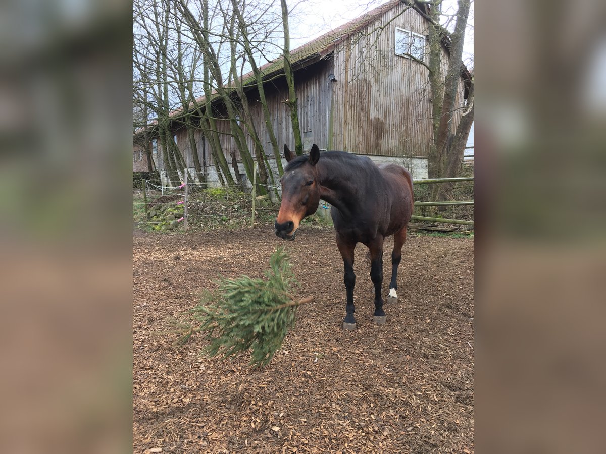 Wuerttemberg Gelding 21 years in Denkendorf