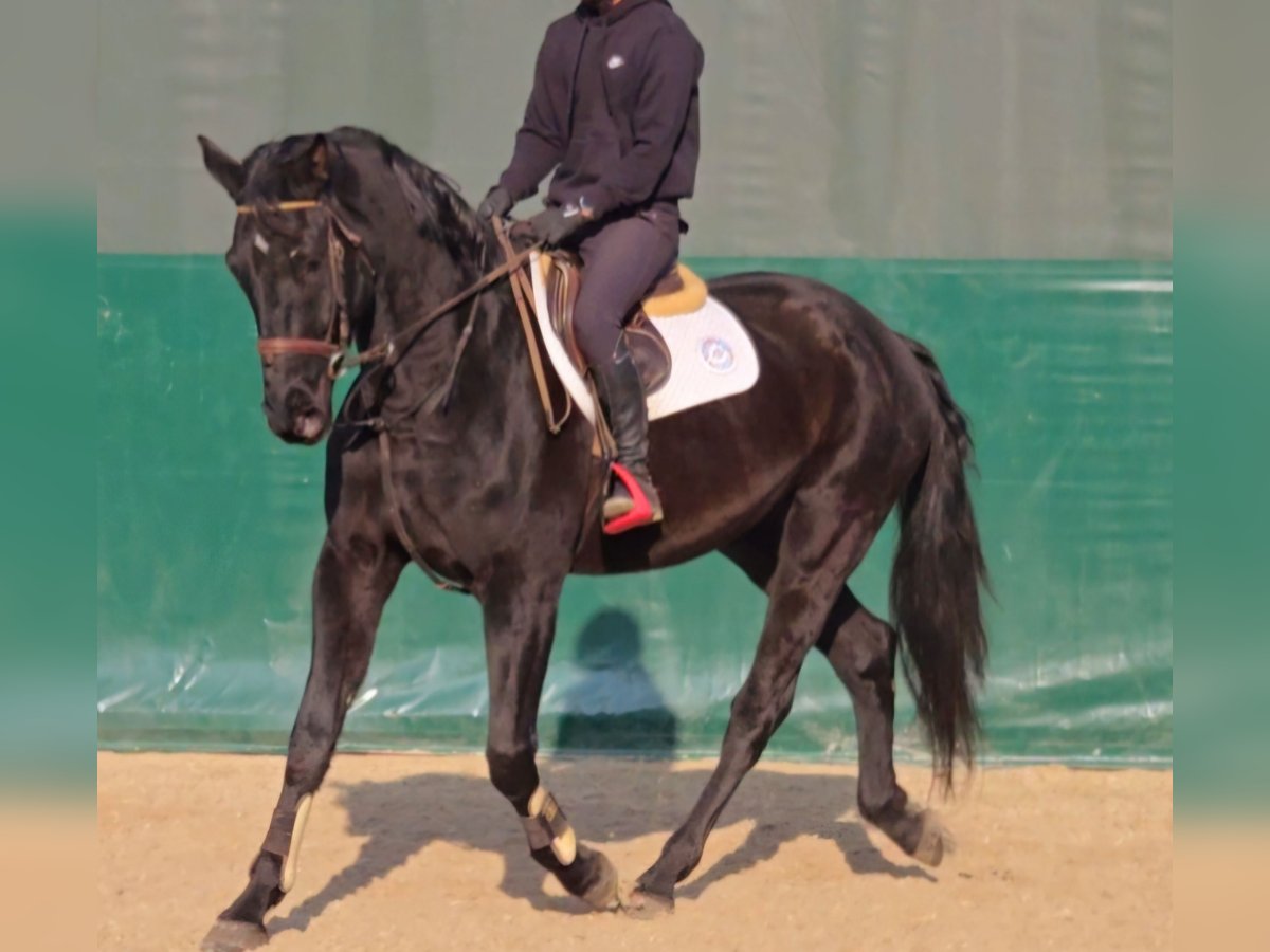 Wuerttemberg Gelding 3 years 16,2 hh Smoky-Black in Schwäbisch Gmünd