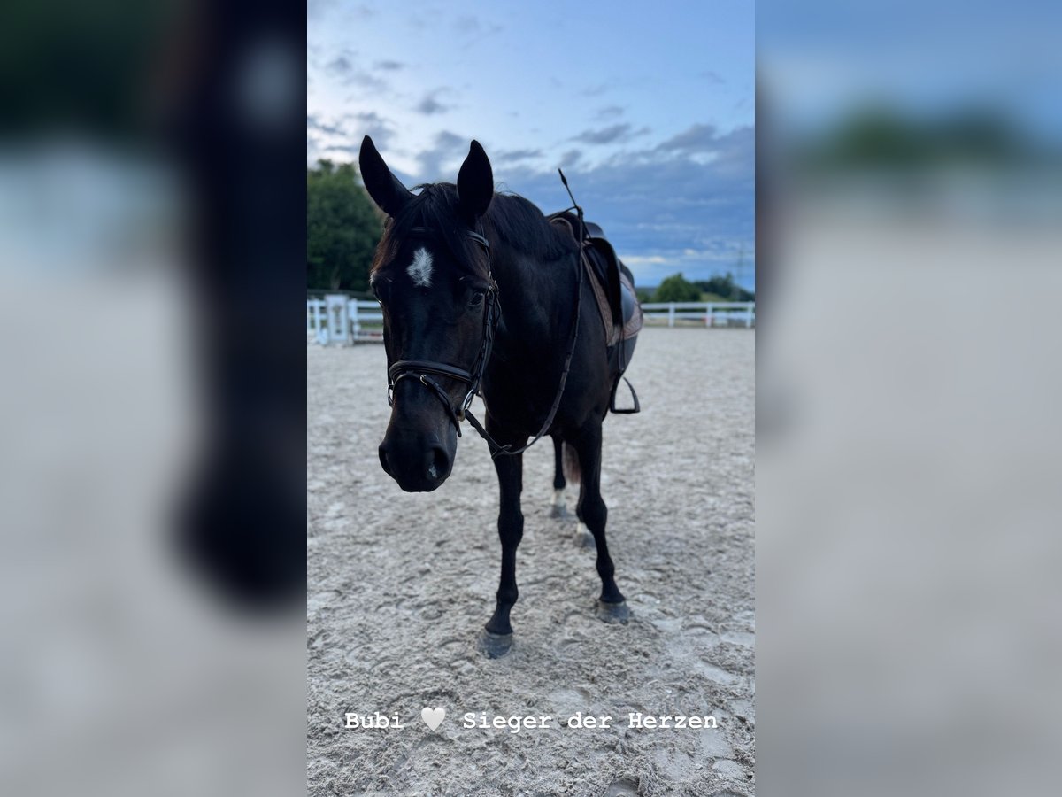Wuerttemberg Gelding 4 years 16,2 hh Black in Wangen im Allgäu Wuerttemberg Gelding 4 years 16,2 hh Black in Wangen im Allgäu