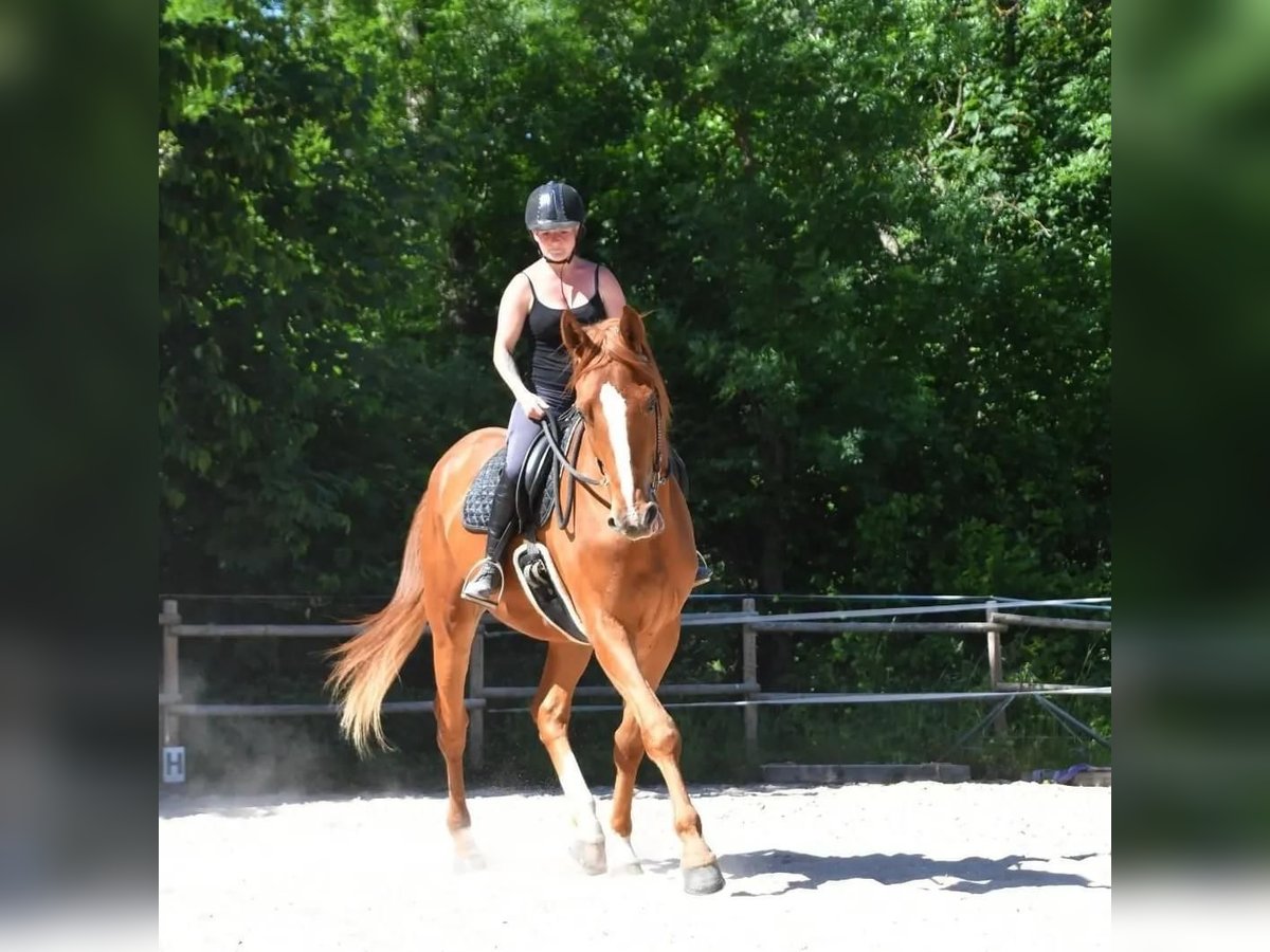 Wuerttemberg Gelding 6 years 17,2 hh Chestnut-Red in Neuffen