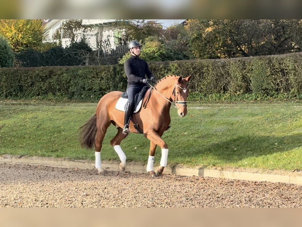 Wuerttemberg Gelding 6 years 17 hh Chestnut-Red in Rottenburg an der Laaber