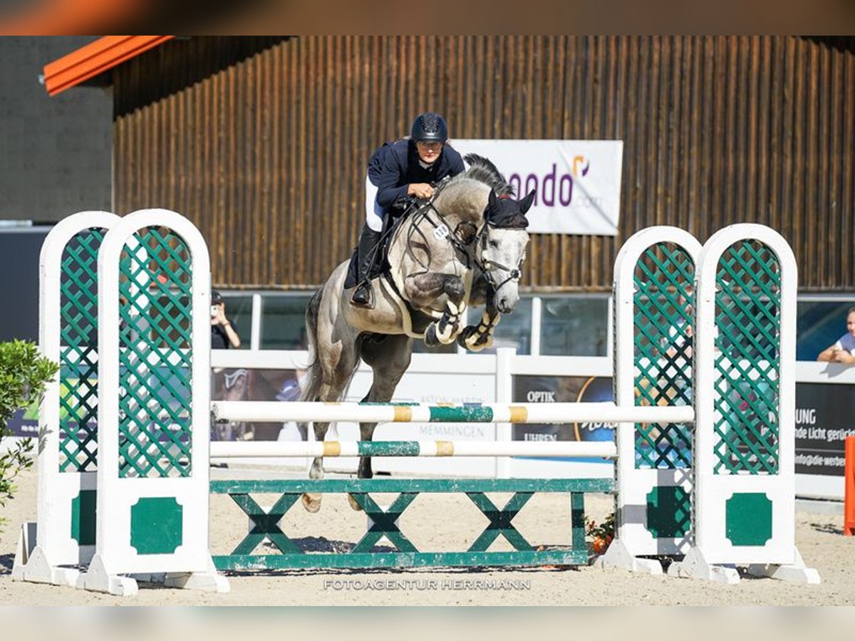 Wuerttemberg Gelding 7 years 16,1 hh Gray in Weingarten