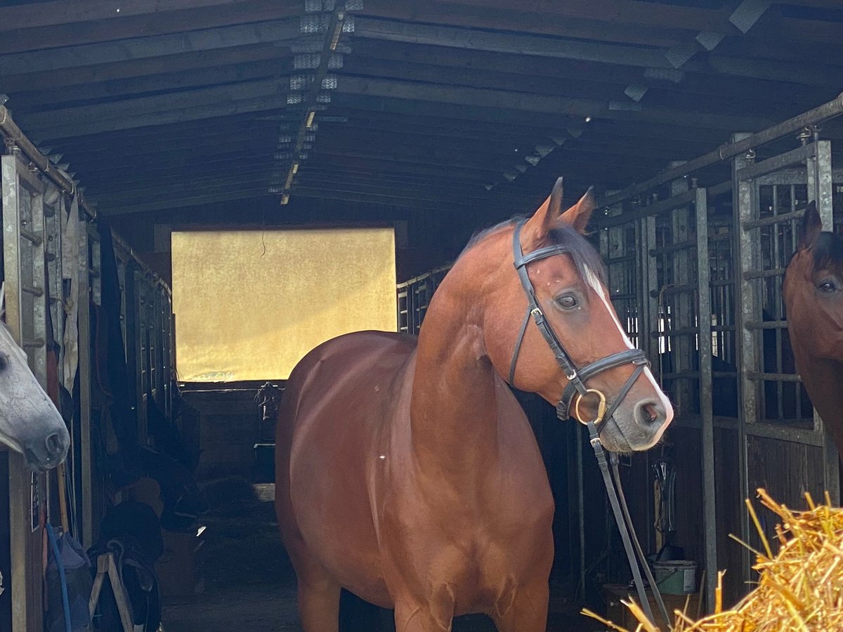 Wuerttemberg Mix Gelding 8 years 16,1 hh Brown in Bad Waldsee