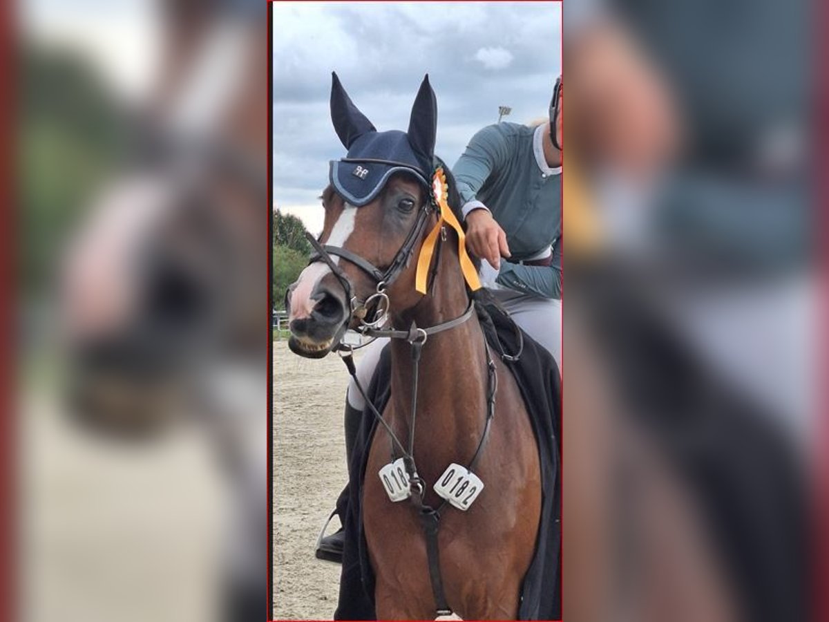 Wuerttemberg Mare 11 years 16 hh Brown in Langenselbold