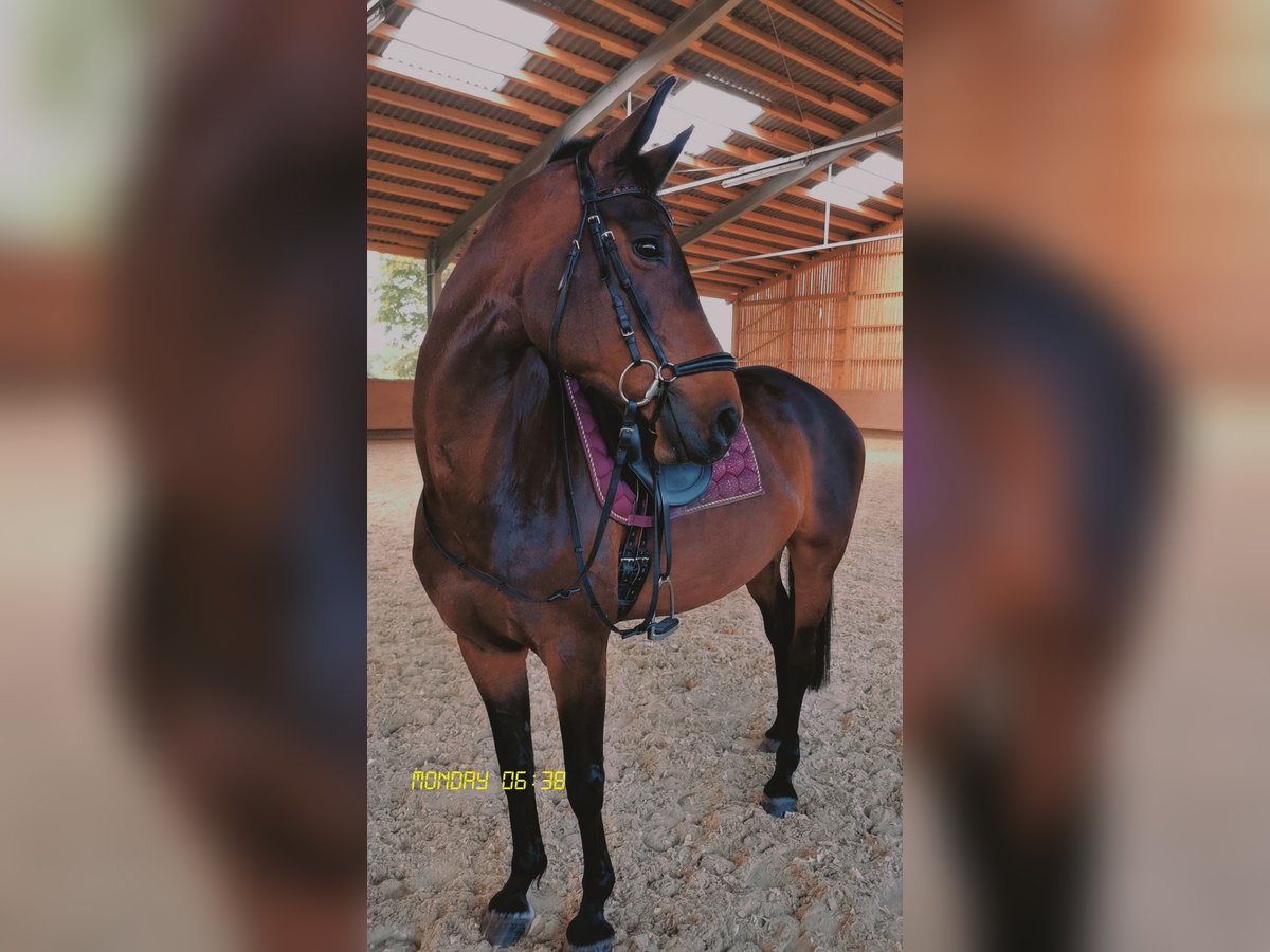 Wuerttemberg Mare 12 years 15,3 hh Brown in Lenningen