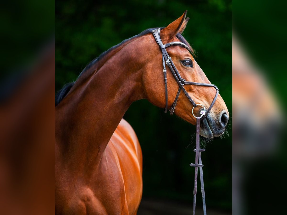 Wuerttemberg Mare 12 years 16,3 hh Brown in Burgthann