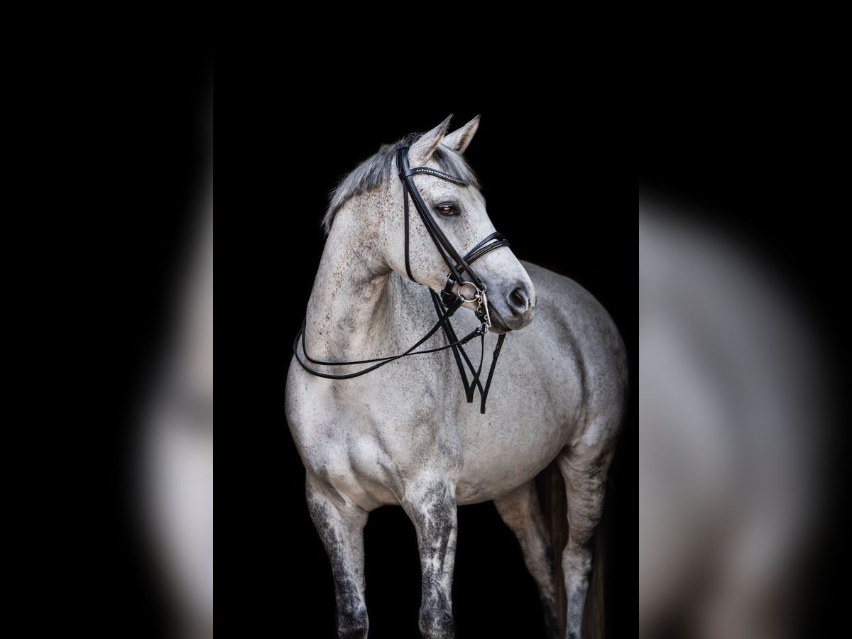 Wuerttemberg Mare 12 years 16,2 hh Grey in Bad Herrenalb