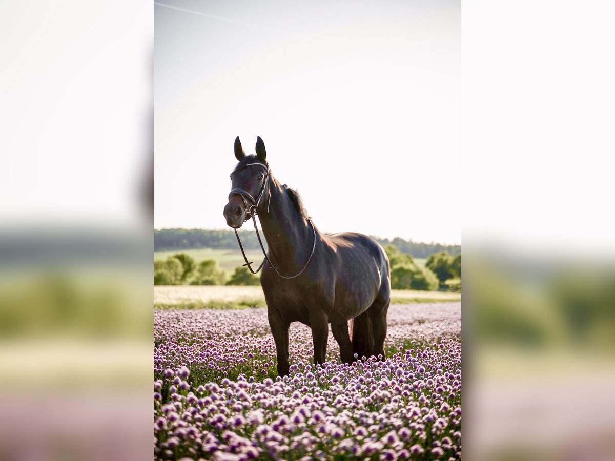 Wuerttemberg Mare 12 years 16,3 hh Smoky-Black in Bietigheim-Bissingen