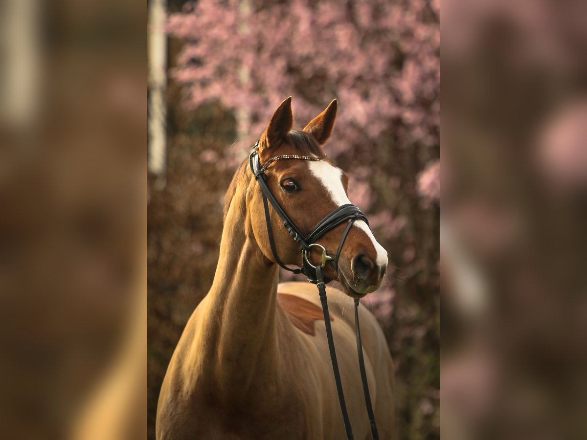 Wuerttemberg Mare 13 years 16,2 hh Chestnut-Red in Schw&#xE4;bisch Hall