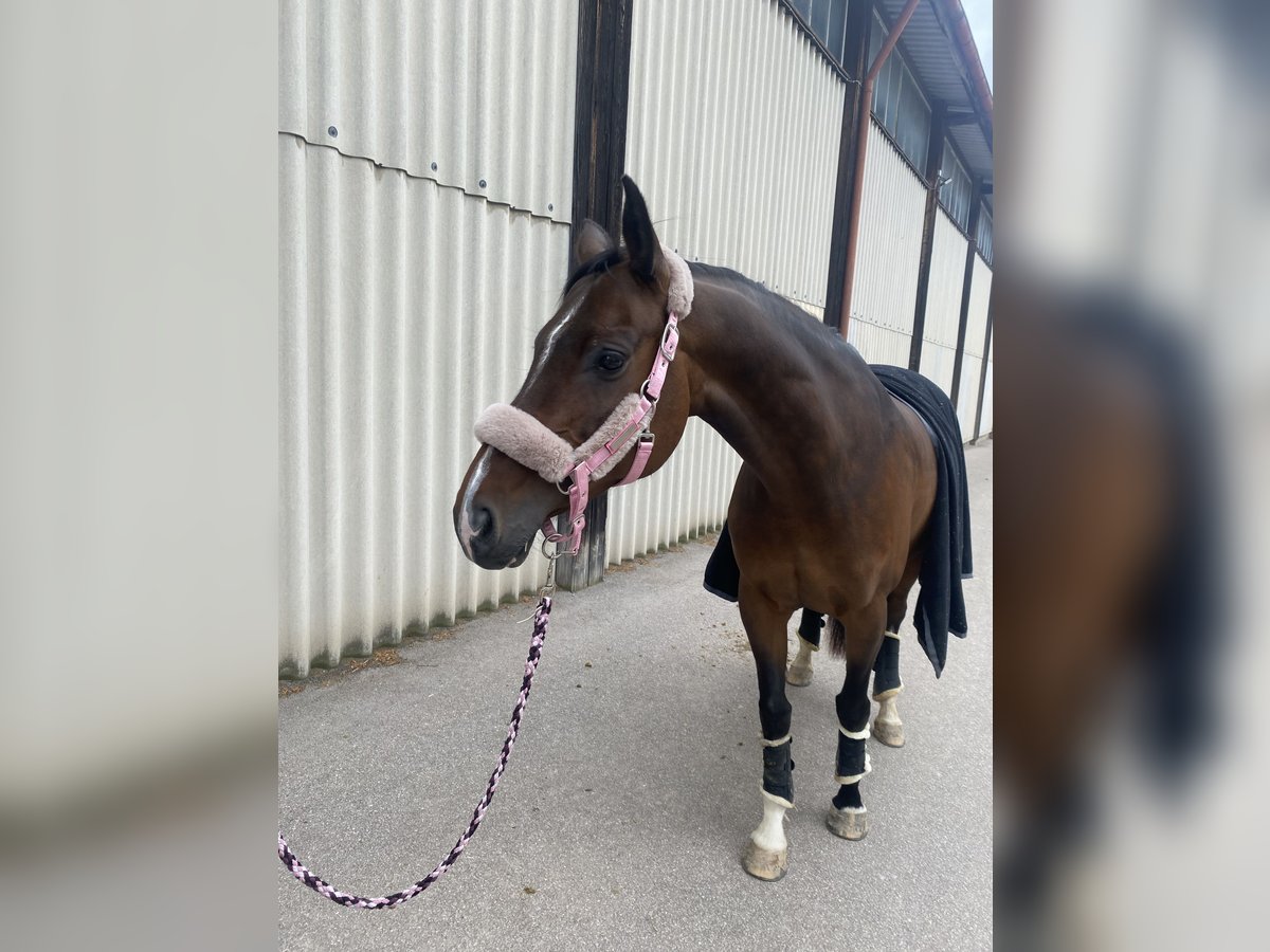 Wuerttemberg Mare 13 years 16,3 hh Brown in Sindelfingen