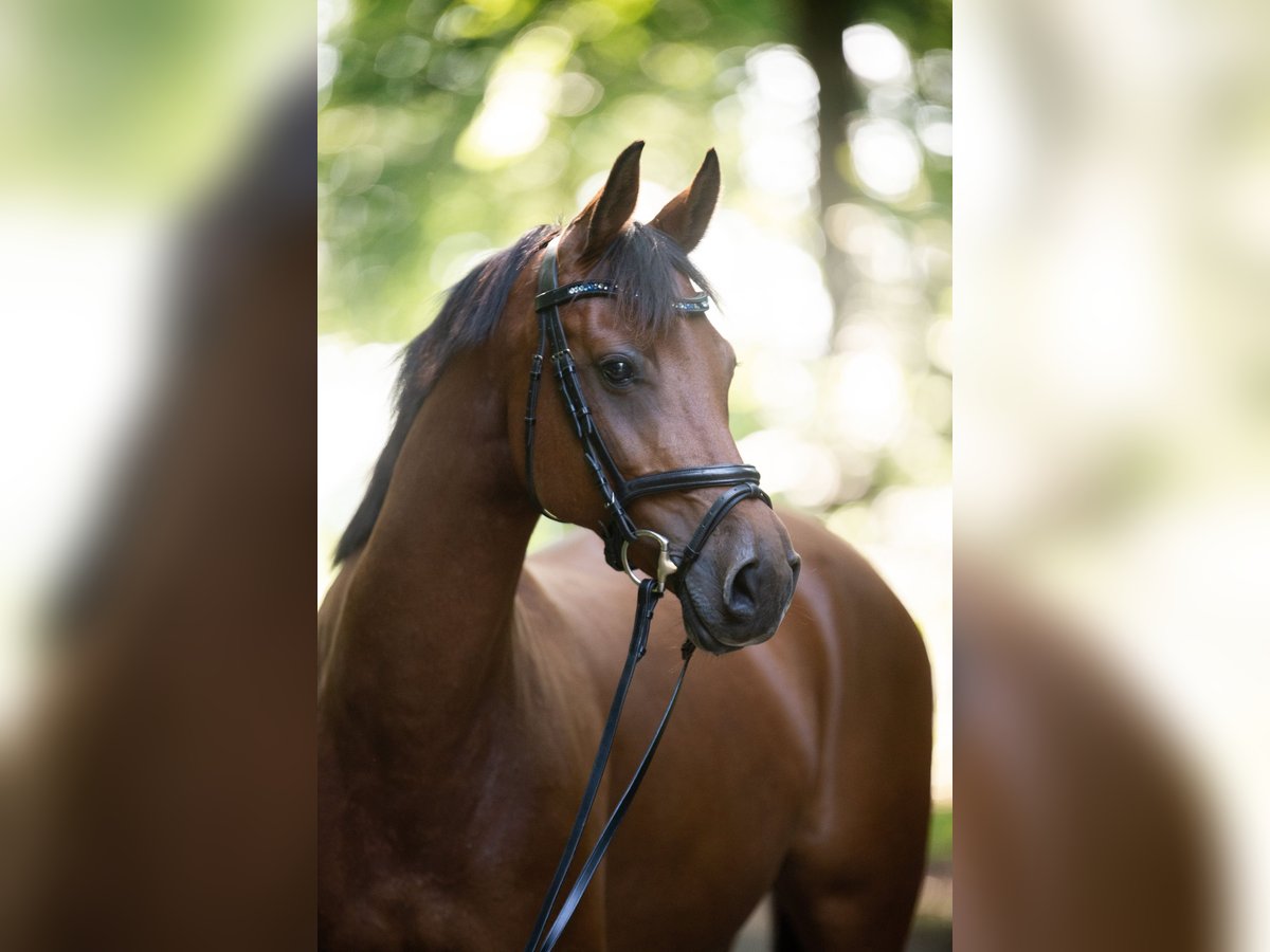 Wuerttemberg Mare 15 years 15,2 hh Brown in Leonberg