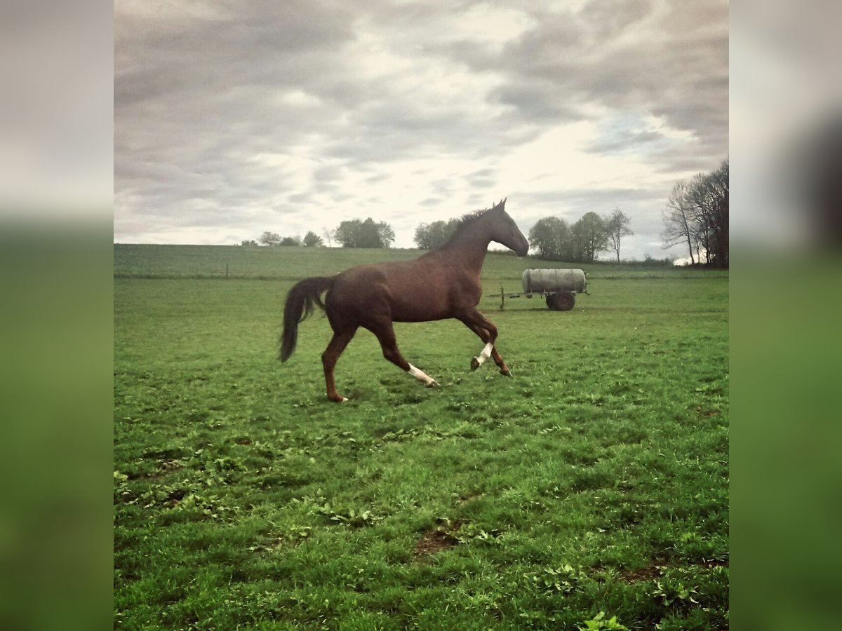 Wuerttemberg Mare 15 years 17 hh Chestnut-Red in Waldenbuch