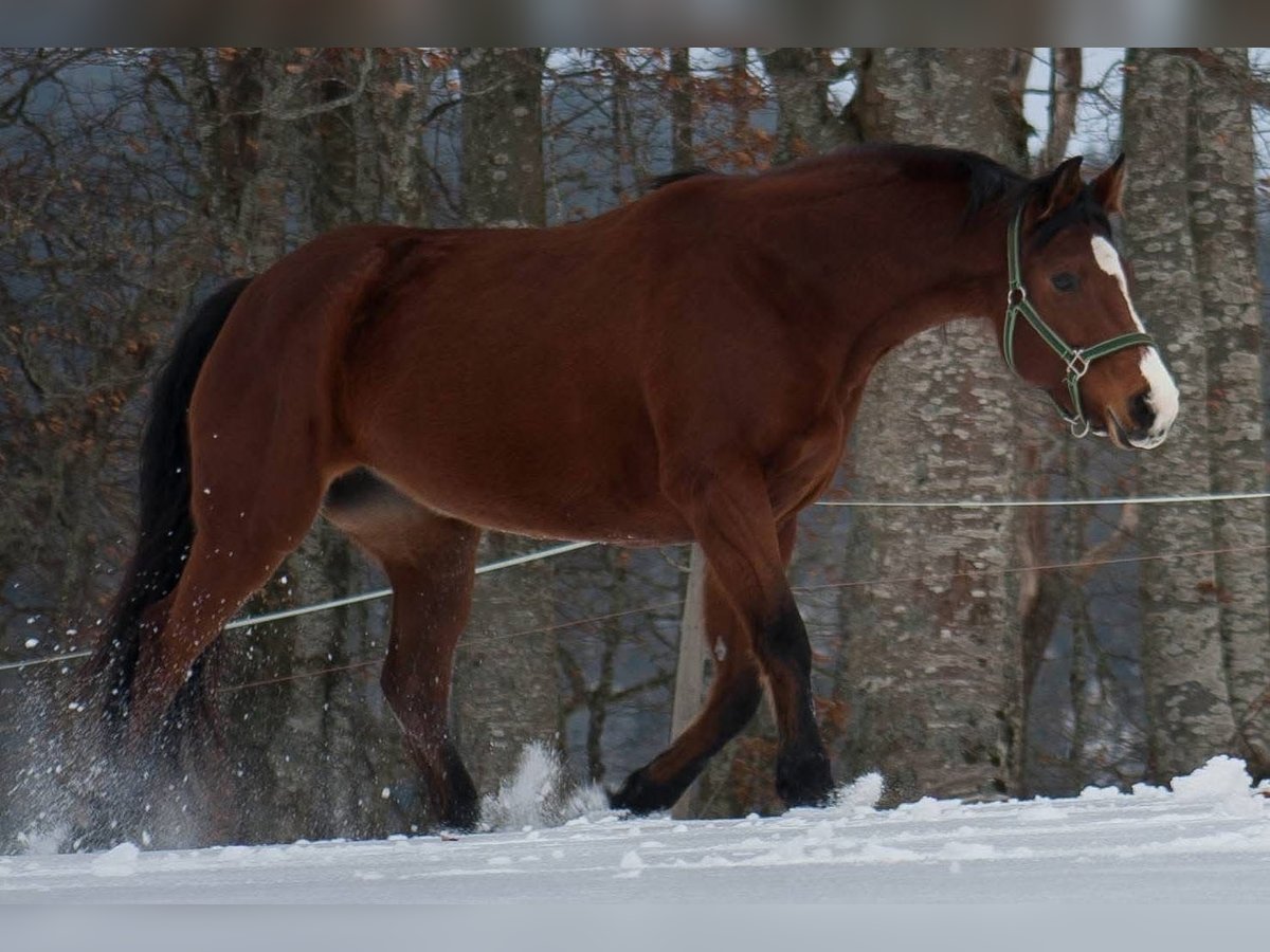 Wuerttemberg Mare 16 years 16 hh Brown in Markgröningen Wuerttemberg Mare 16 years 16 hh Brown in Markgröningen