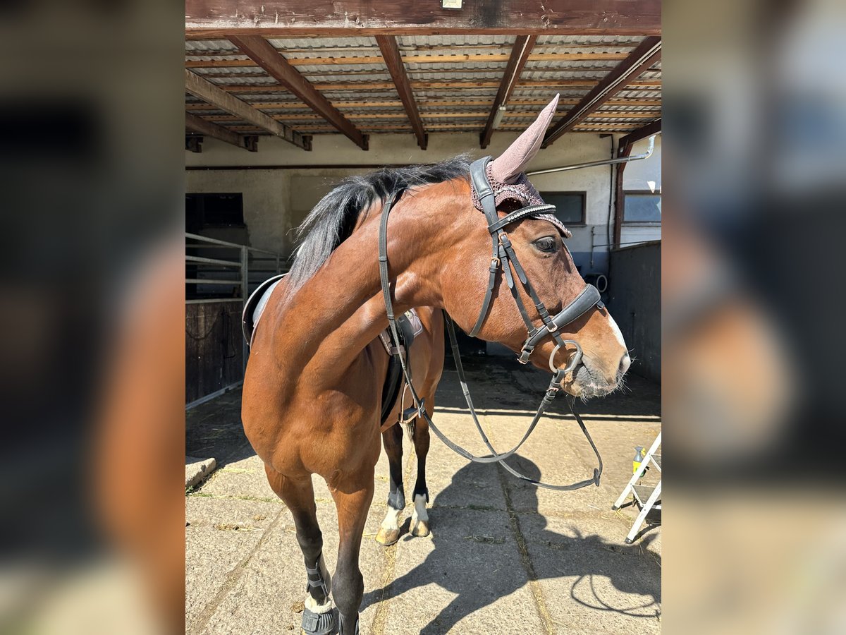 Wuerttemberg Mare 16 years 16,1 hh Brown in Altmittweida