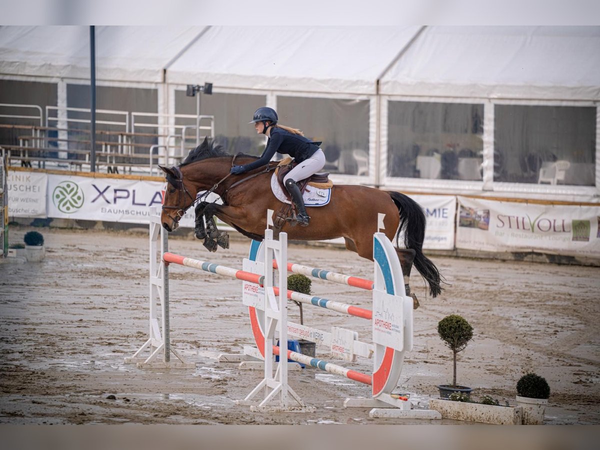 Wuerttemberg Mare 16 years 17,1 hh Brown in Fr&#xF6;ndenberg