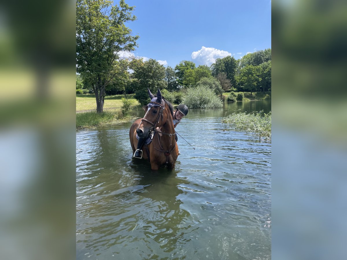 Wuerttemberg Mare 17 years 16 hh Brown in Friesenheim