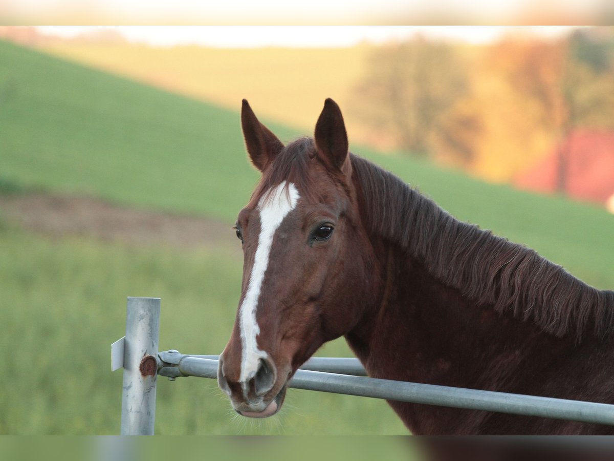 Wuerttemberg Mare 17 years 16,2 hh Chestnut in M&#xFC;nchen