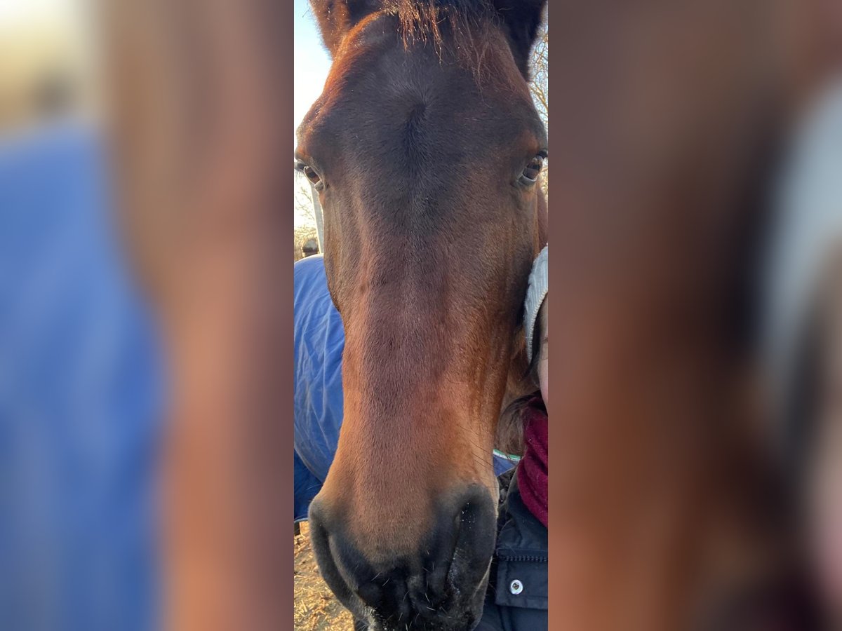 Wuerttemberg Mare 18 years 16 hh Bay-Dark in Hagenbach