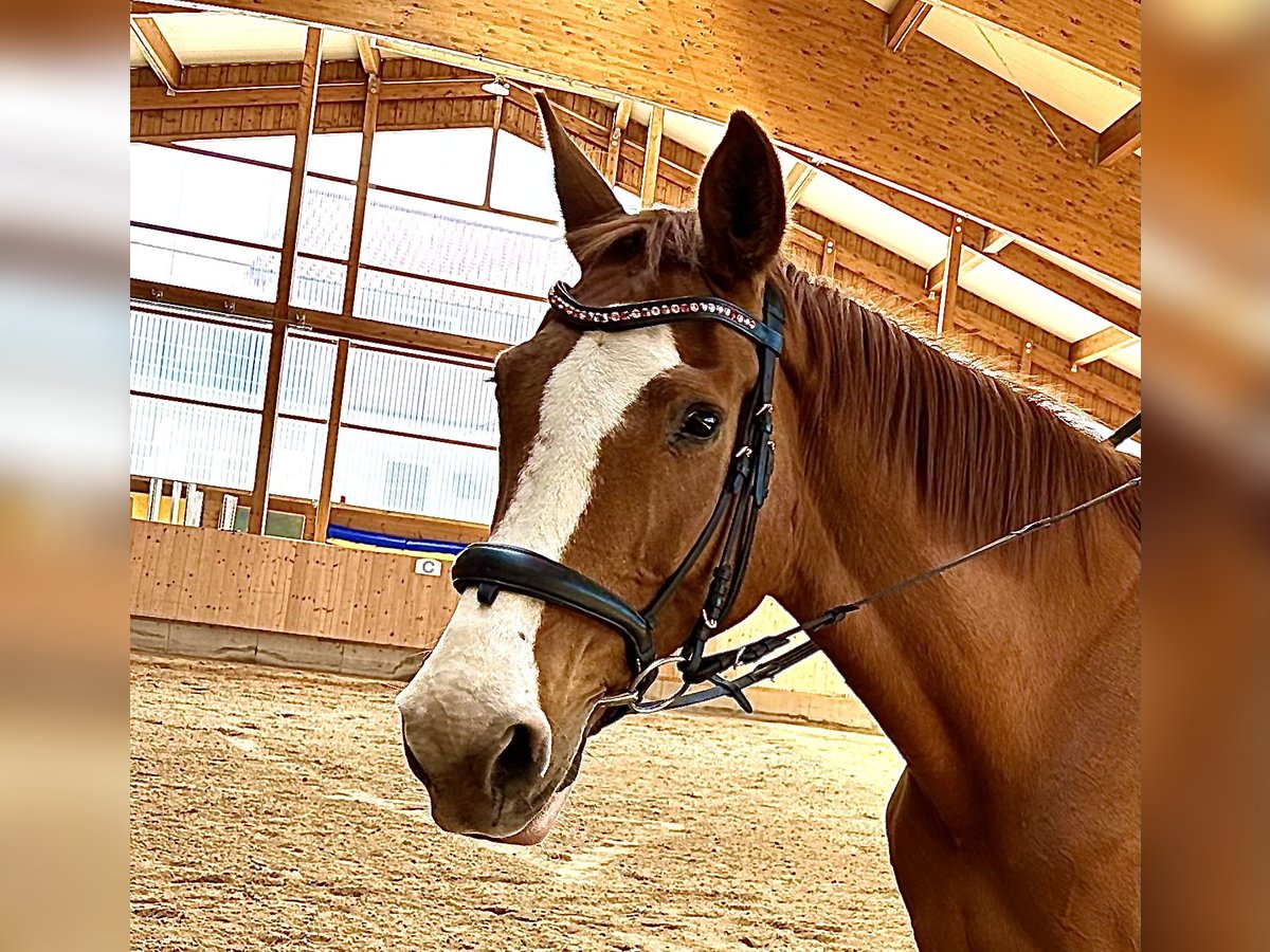 Wuerttemberg Mare 18 years 17 hh Chestnut-Red in Tuntenhausen