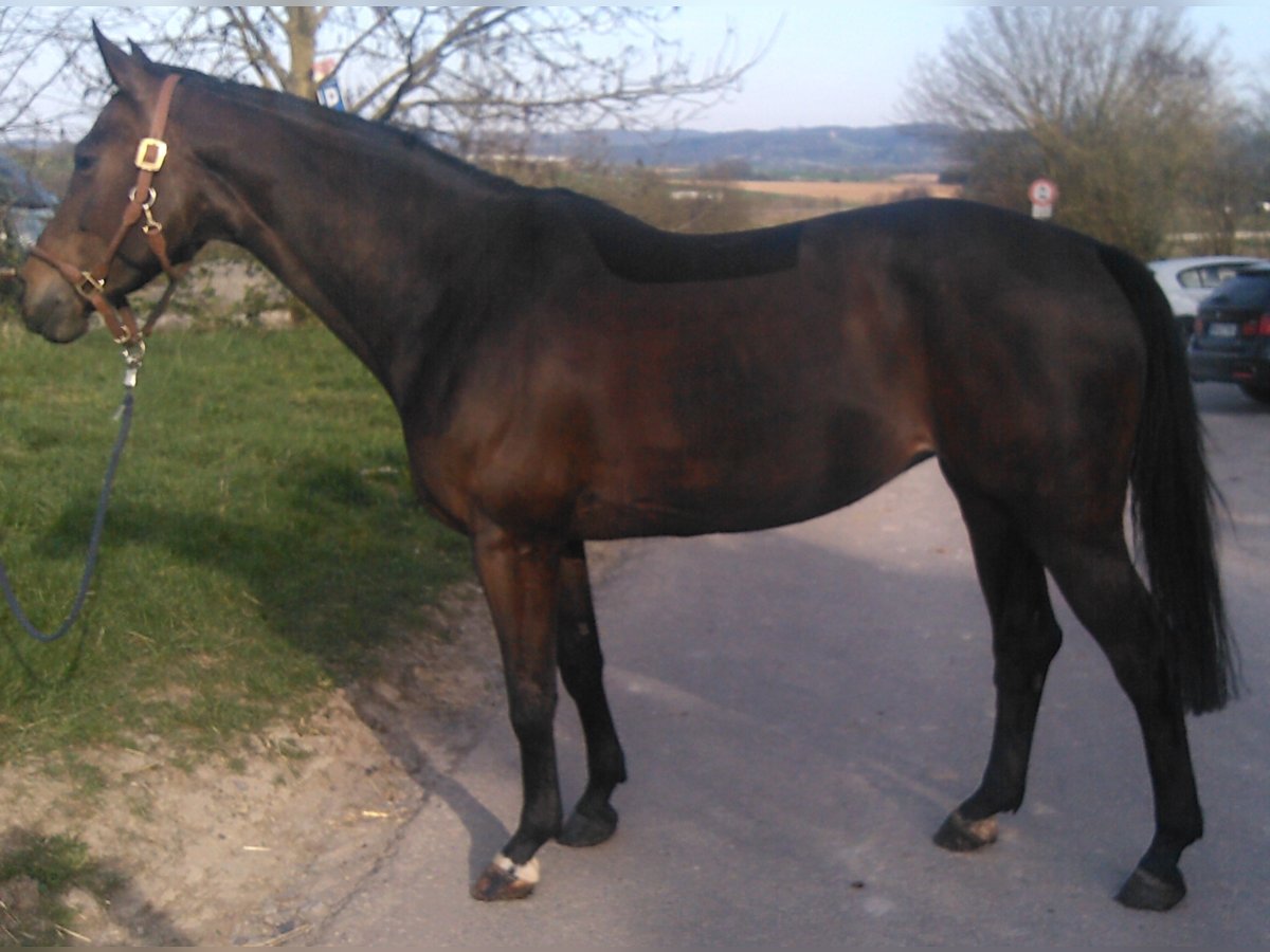 Wuerttemberg Mare 18 years Smoky-Black in Ilsfeld