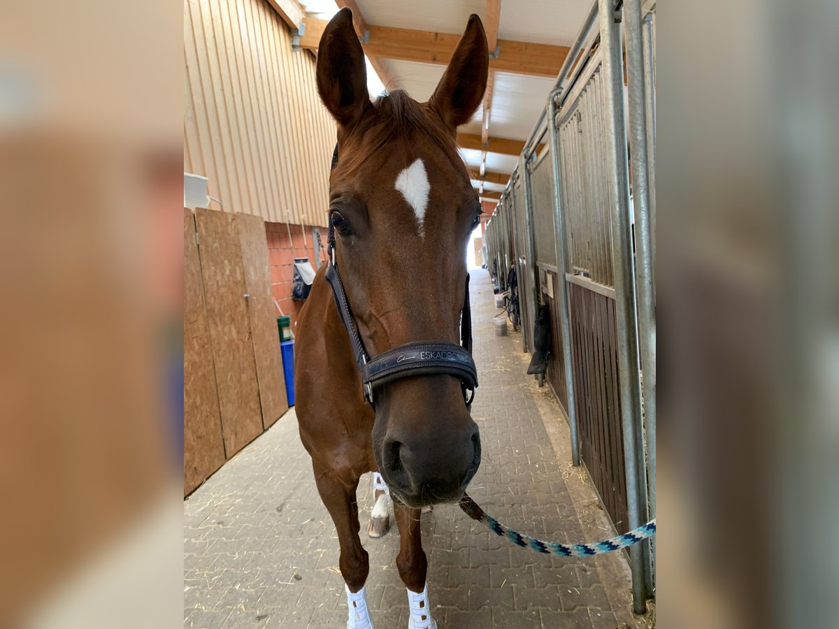 Wuerttemberg Mare 20 years 16,1 hh Chestnut in Bruchköbel