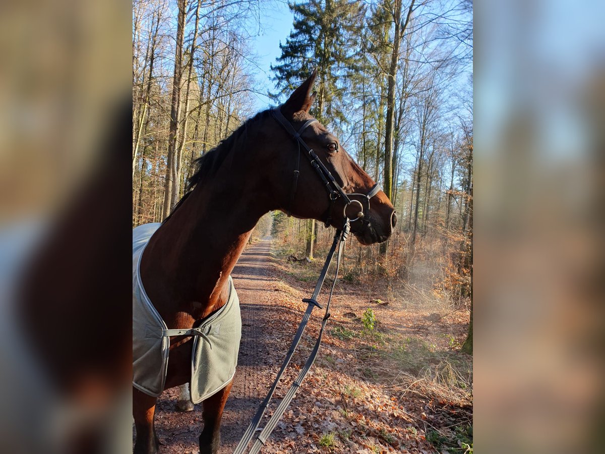 Wuerttemberg Mare 21 years 17,1 hh Brown in Ehningen