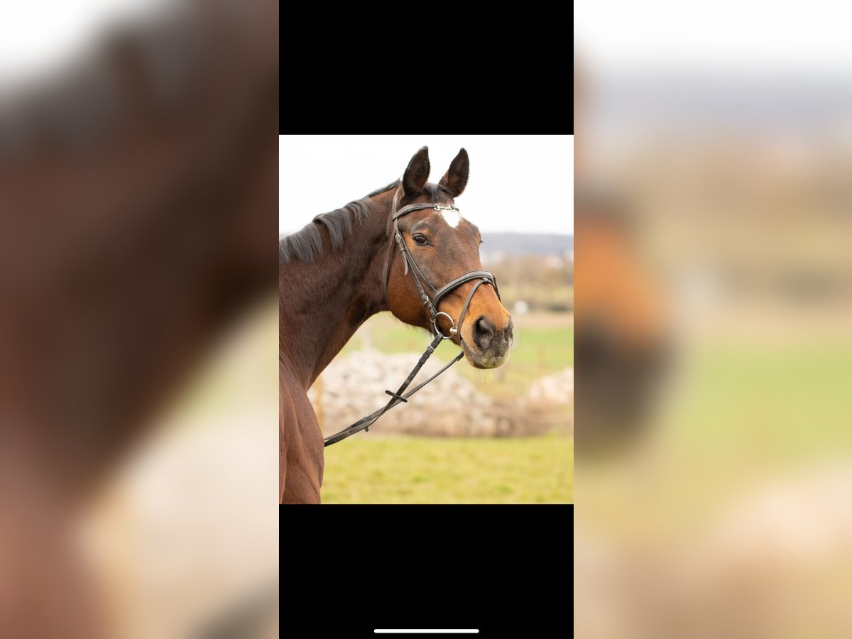 Wuerttemberg Mare 22 years 16,2 hh Brown in Herrenberg