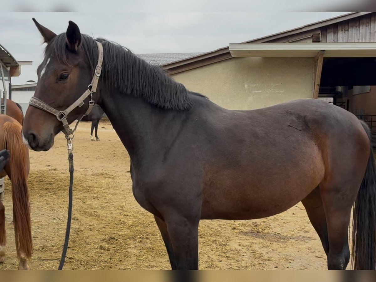 Wuerttemberg Mare 3 years 16,2 hh Brown in Giengen an der Brenz