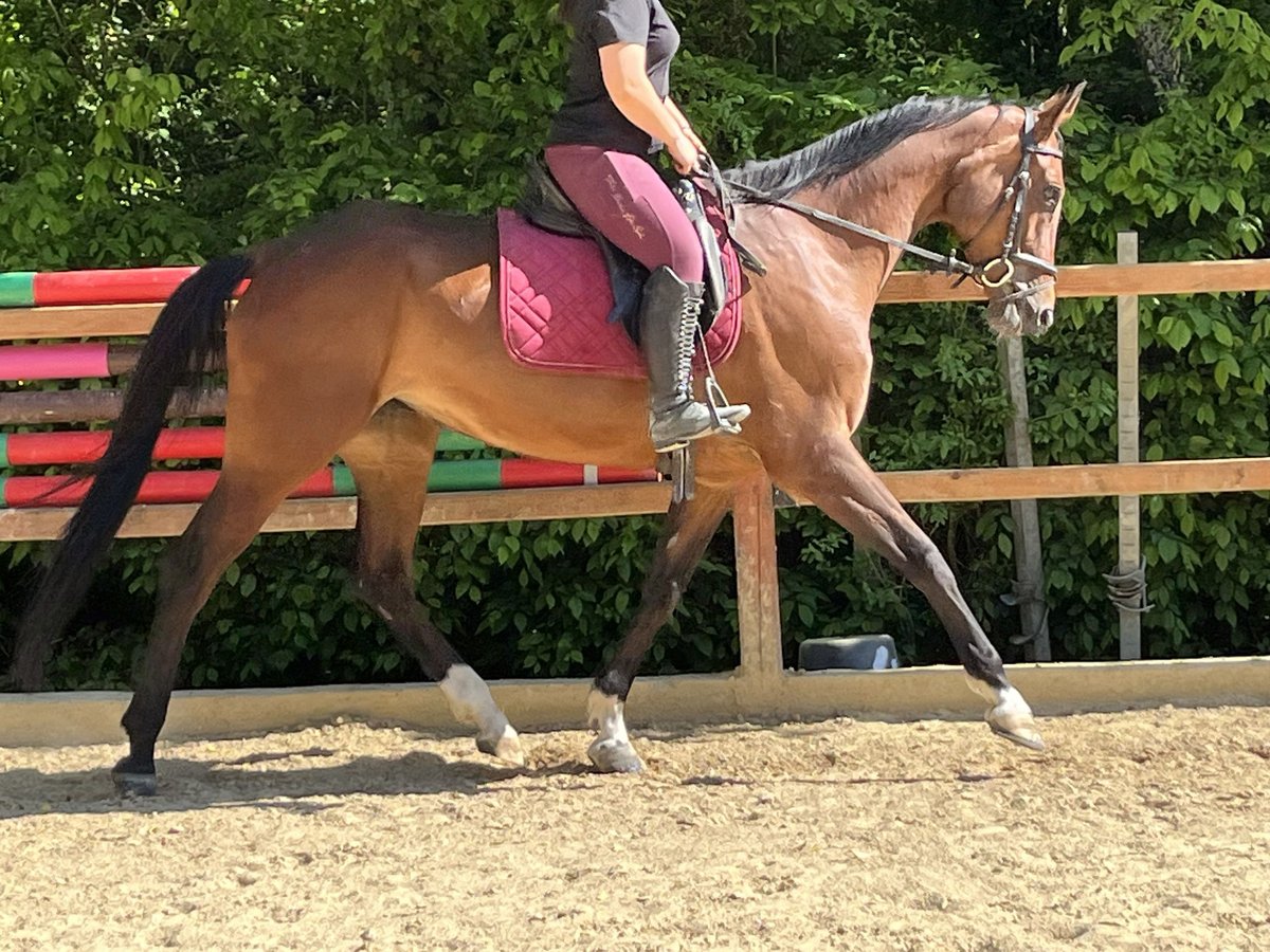 Wuerttemberg Mare 6 years 16,1 hh Brown in Ursensollen