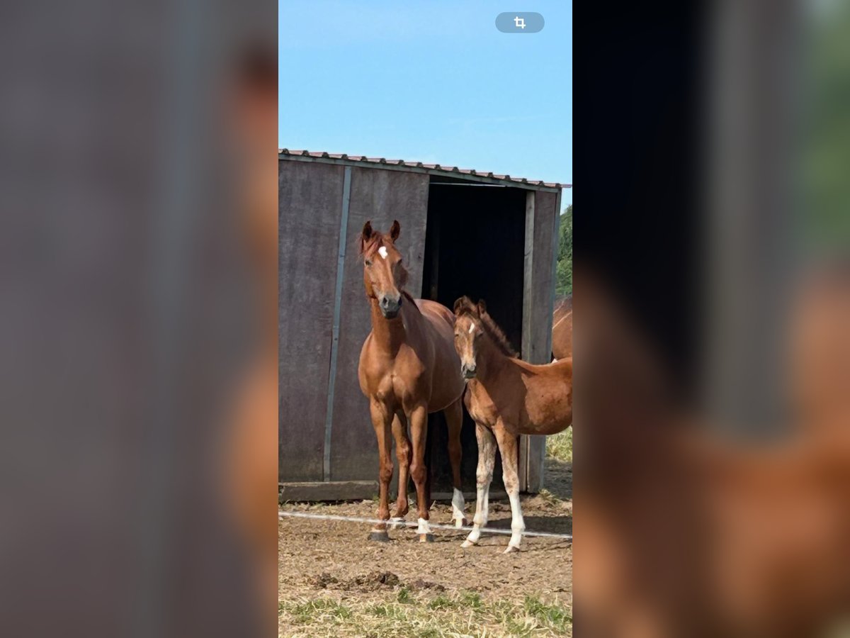 Wuerttemberg Mare 7 years 16,1 hh Chestnut-Red in Heistenbach