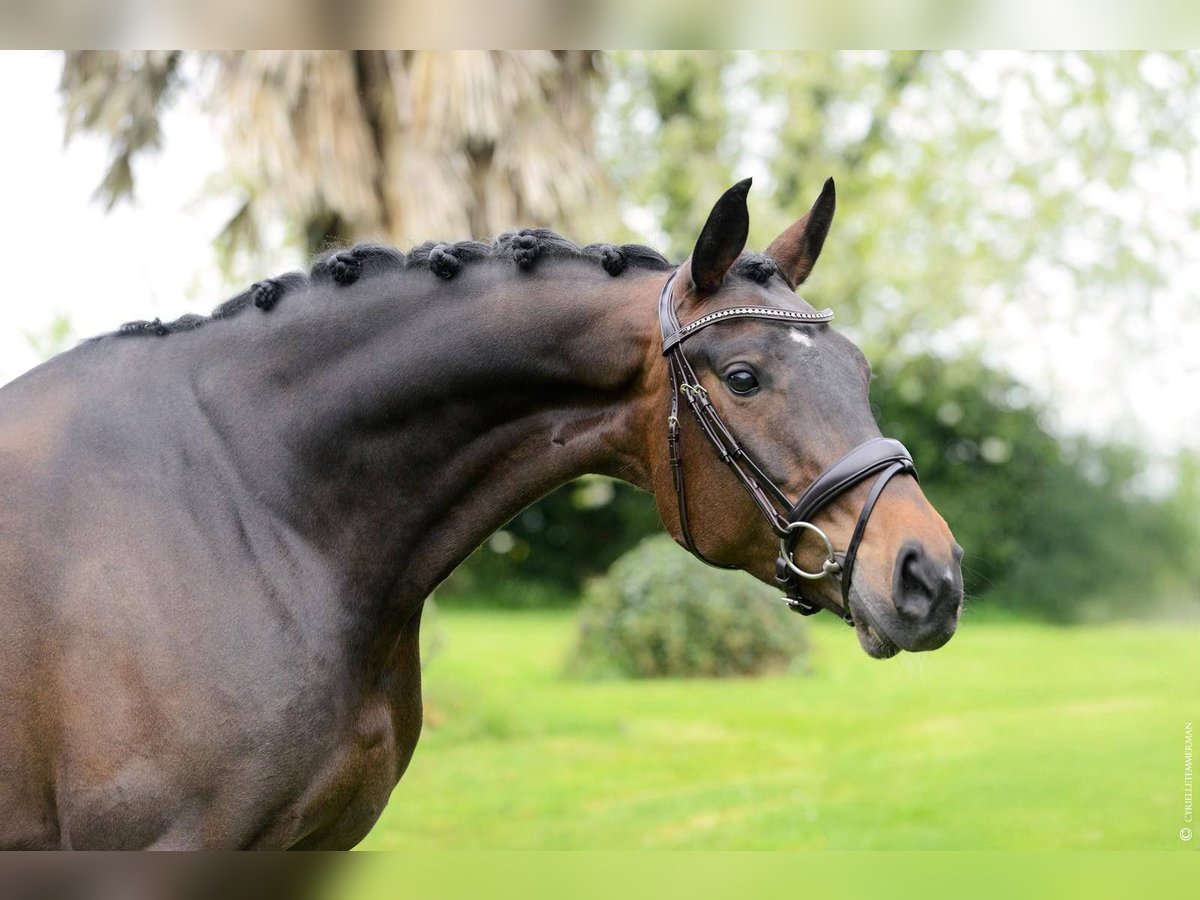 Wuerttemberg Mare 7 years 16,2 hh Bay-Dark in Seine et marne