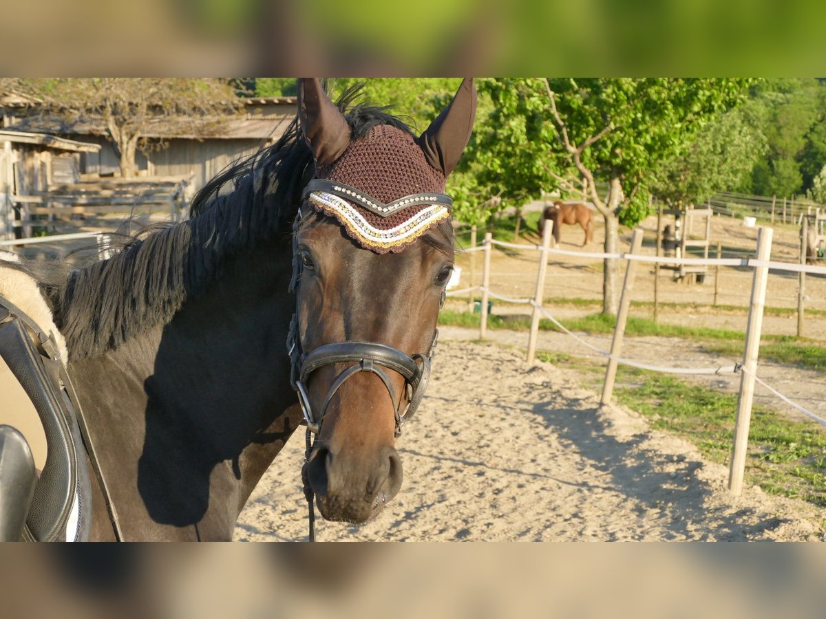Wuerttemberg Mare 7 years 16,2 hh Brown in Münster