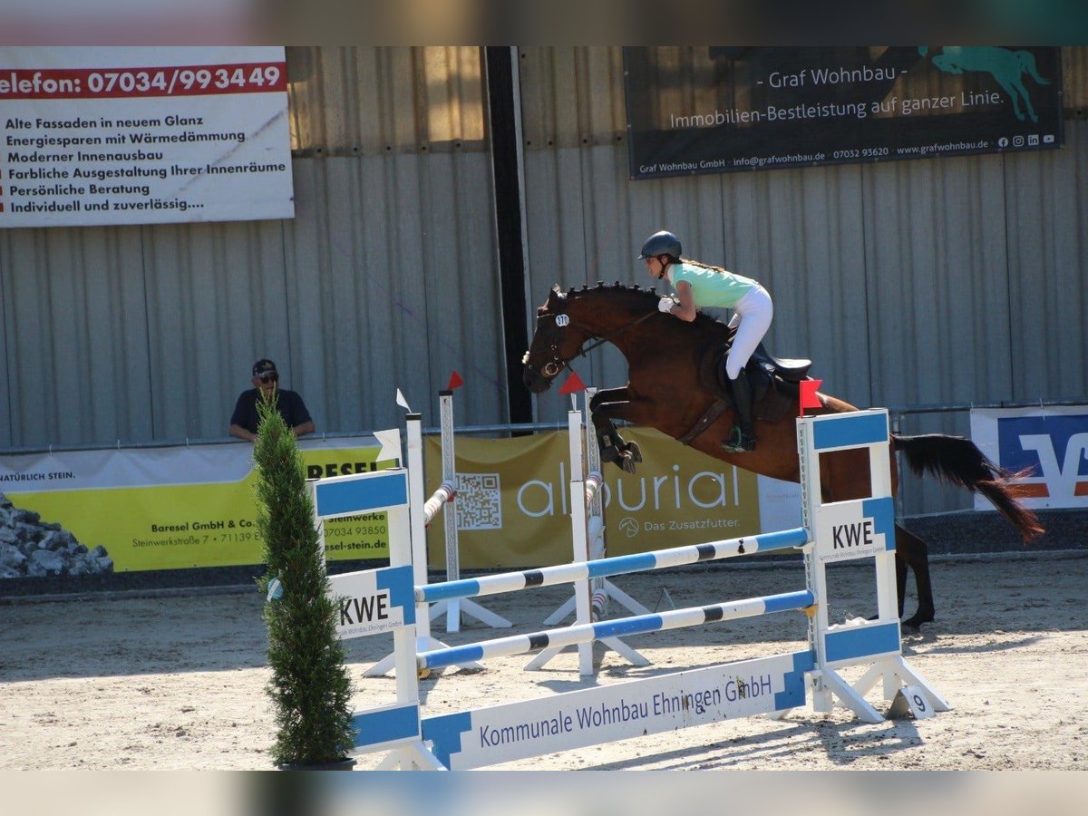 Wuerttemberg Mare 7 years 16,2 hh Brown in Holzgerlingen