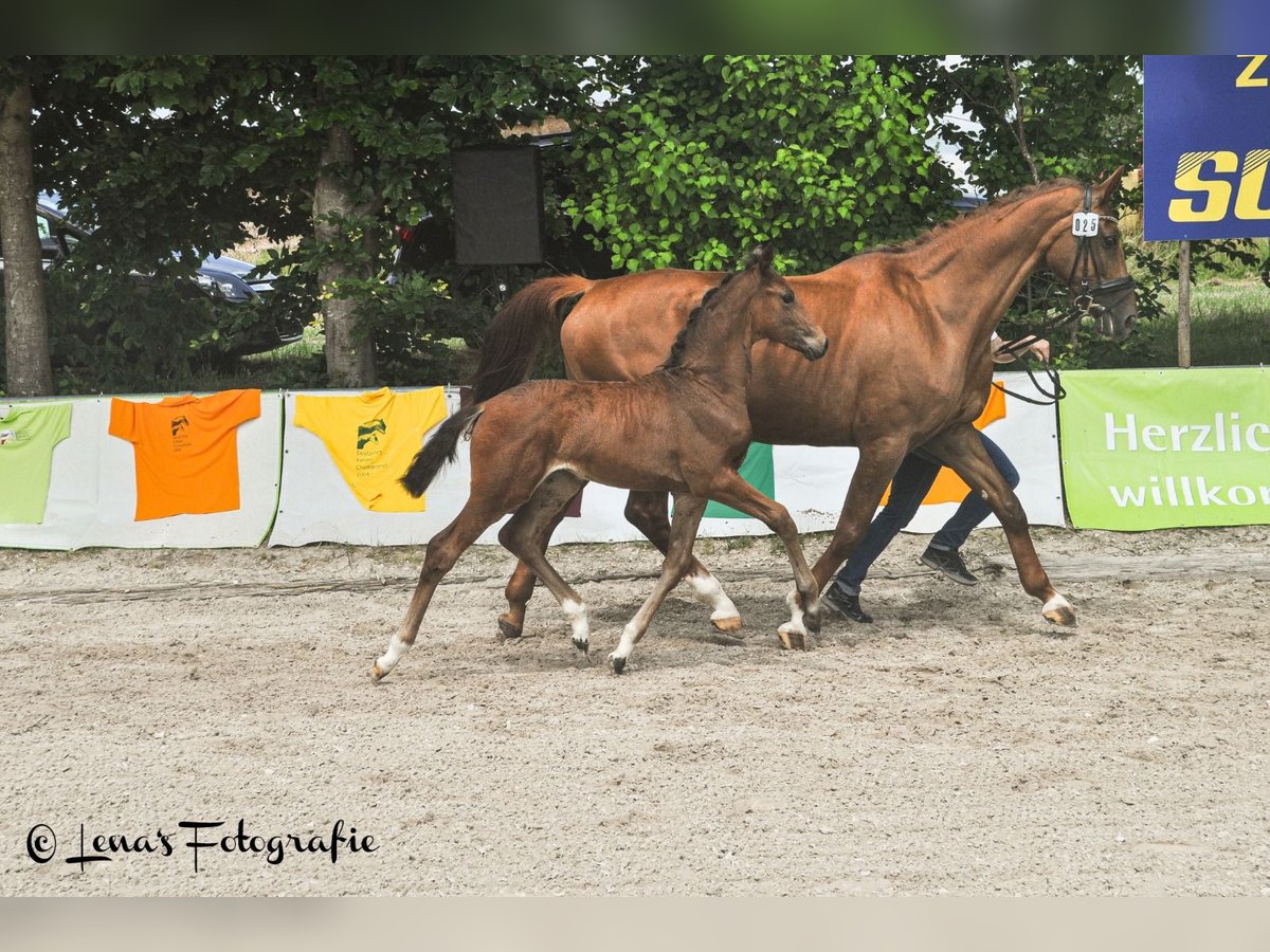 Wuerttemberg Mare Foal (04/2024) Brown in Besigheim