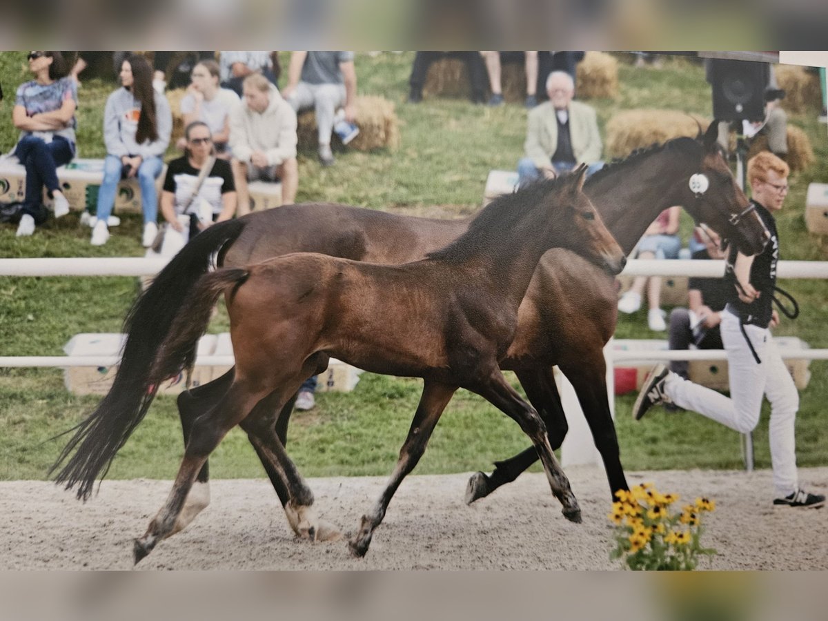 Wuerttemberg Mare Foal (04/2024) Brown in Neuffen