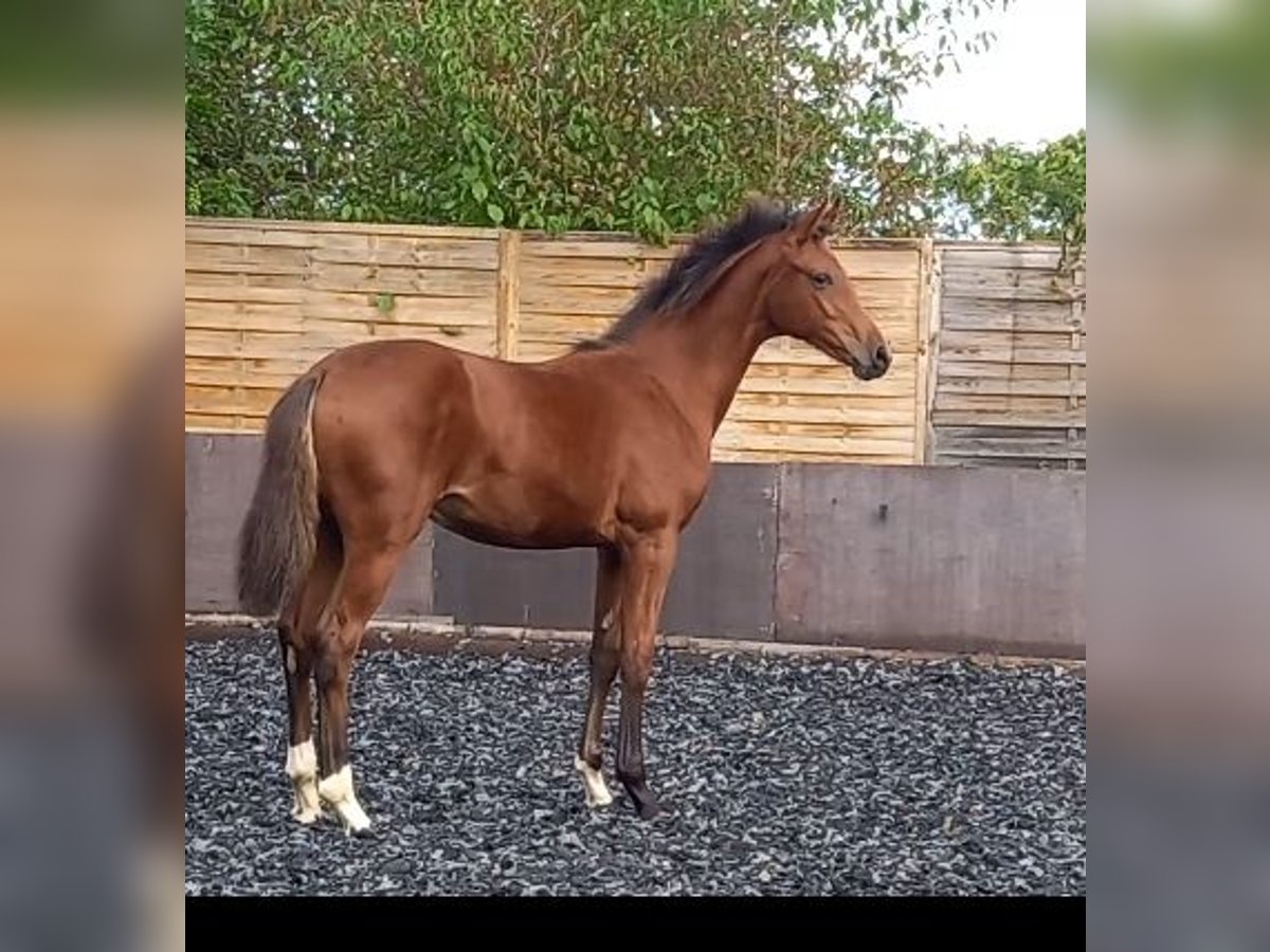 Wuerttemberg Mare Foal (04/2024) Brown in Gingen an der Fils