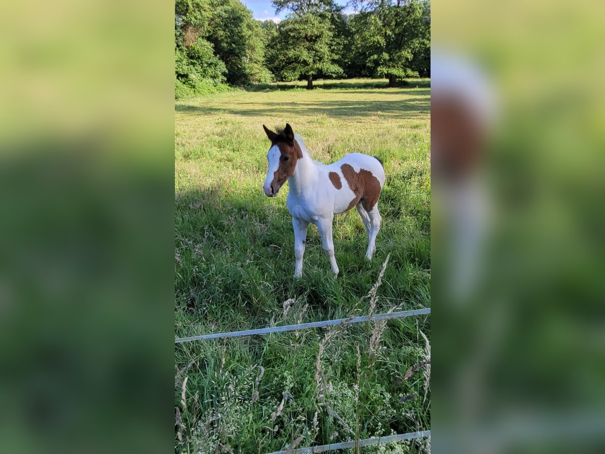 Wuerttemberg Mix Mare Foal (04/2024) Pinto in Bad Lauterberg im Harz