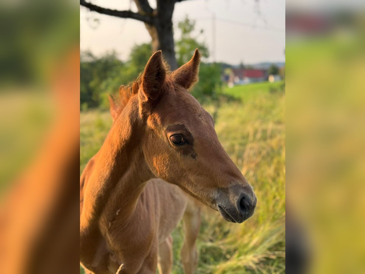 Wuerttemberg Stallion  16 hh Chestnut-Red in Ebersbach an der Fils