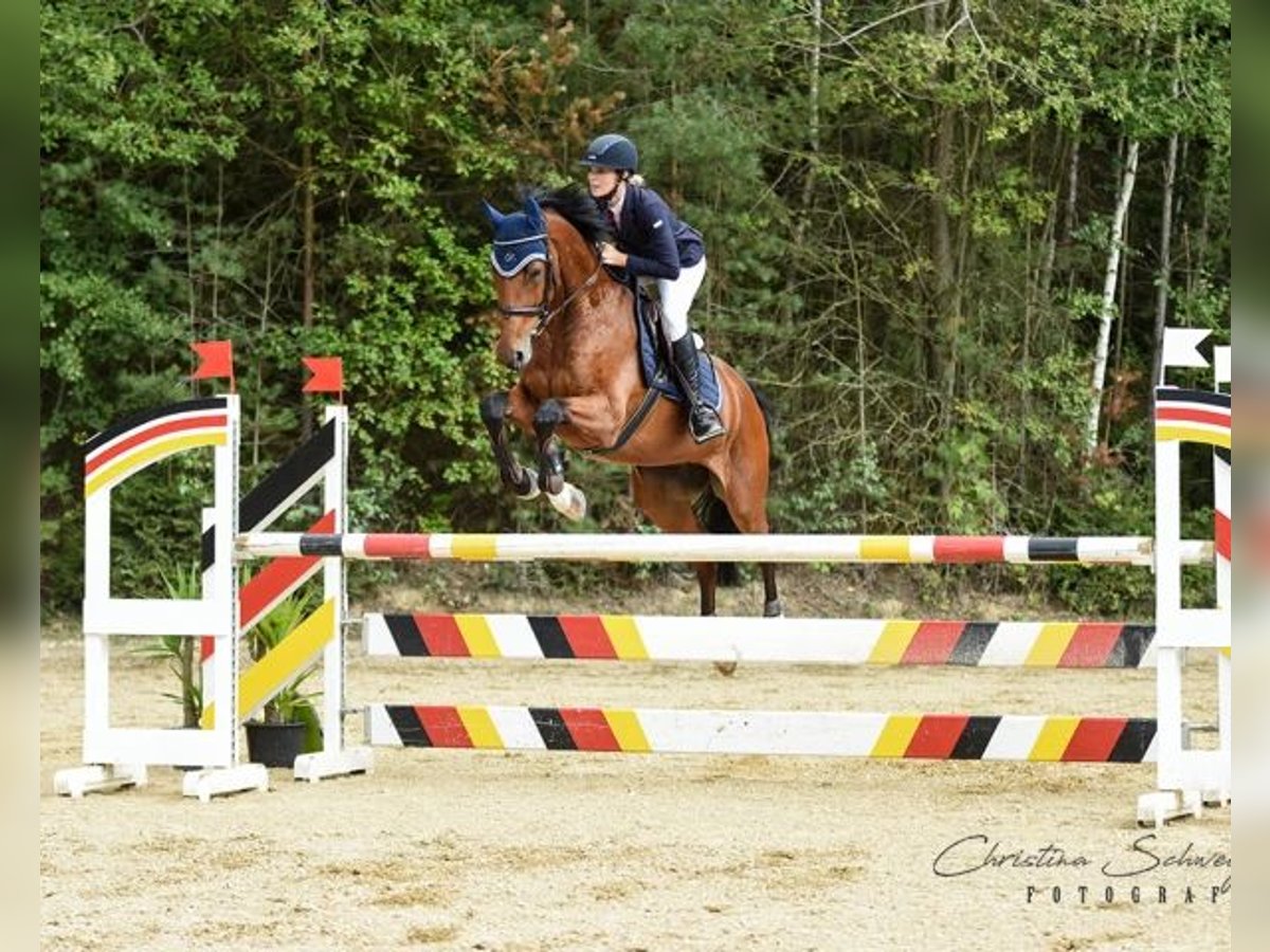 Württemberger Castrone 14 Anni 170 cm Baio in Mainbernheim