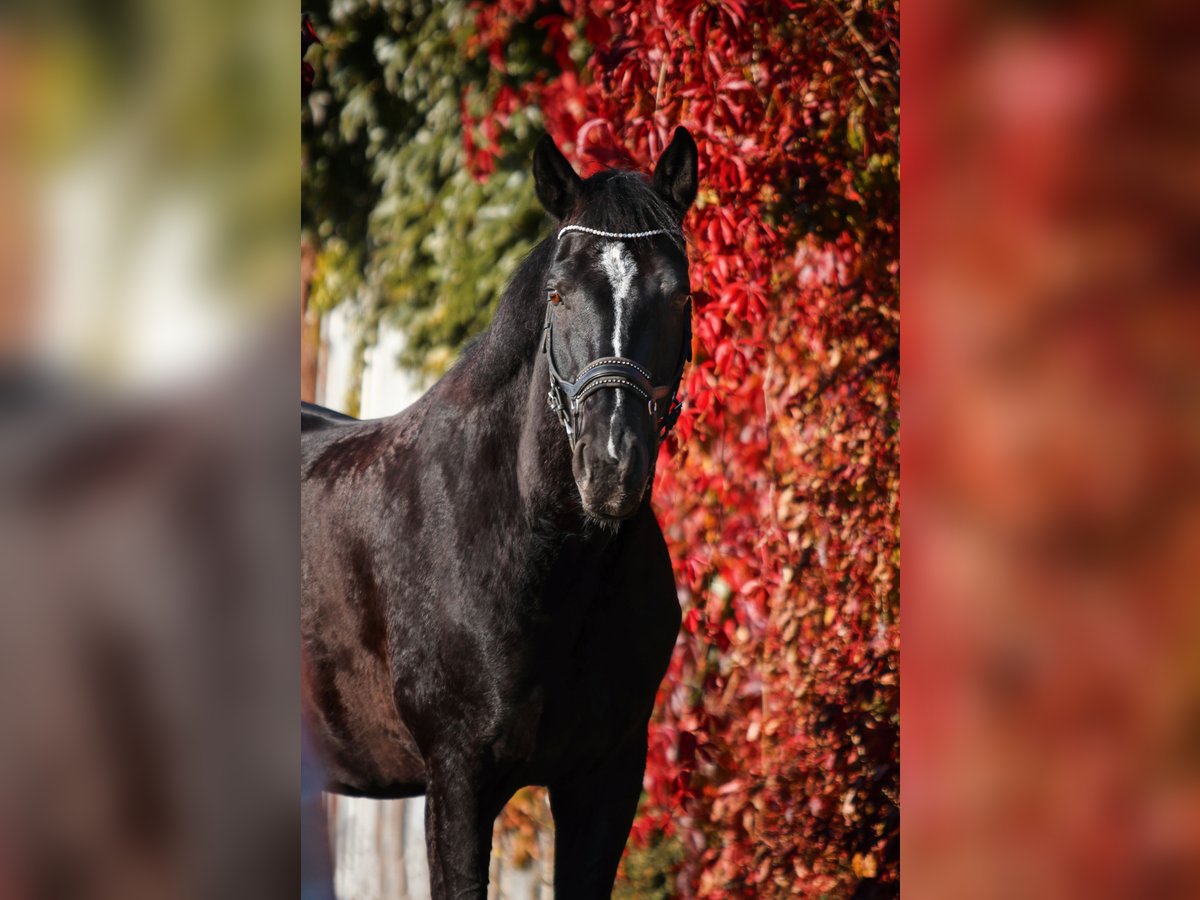 Württemberger Castrone 15 Anni 167 cm Baio nero in AltenstadtAltenstadt